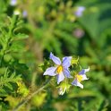 Solanum species (2)